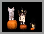 Lampion, Chihuahua, Psy, Dynie, Halloween